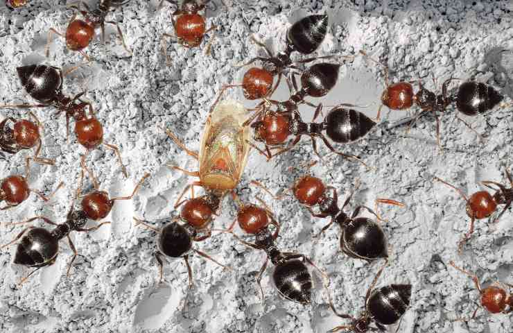Formiche e insetti camminano sulla terra di diatomee